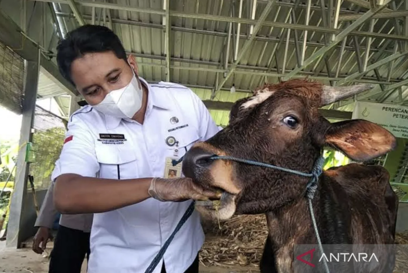 Sebanyak 44 sapi dan kerbau di Kudus sembuh dari PMK