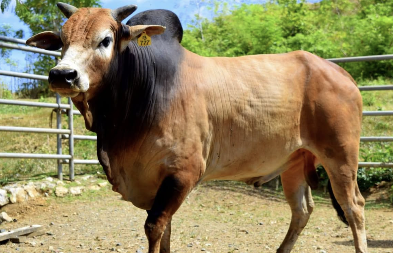 Warisan Genetik Nusantara, Sapi Aceh Diakui Nasional sebagai Bibit Unggul  