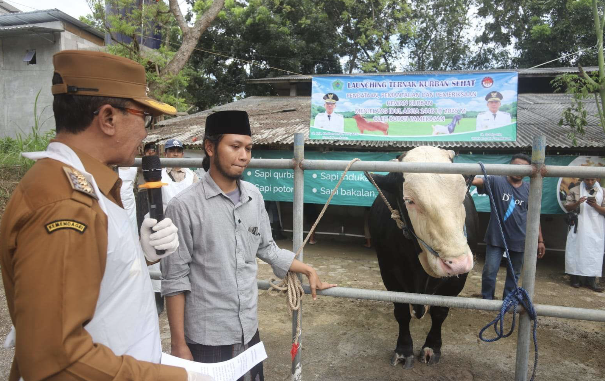 Daerah Buleleng, Sapi Kurban Presiden Prabowo asal Pamekasan