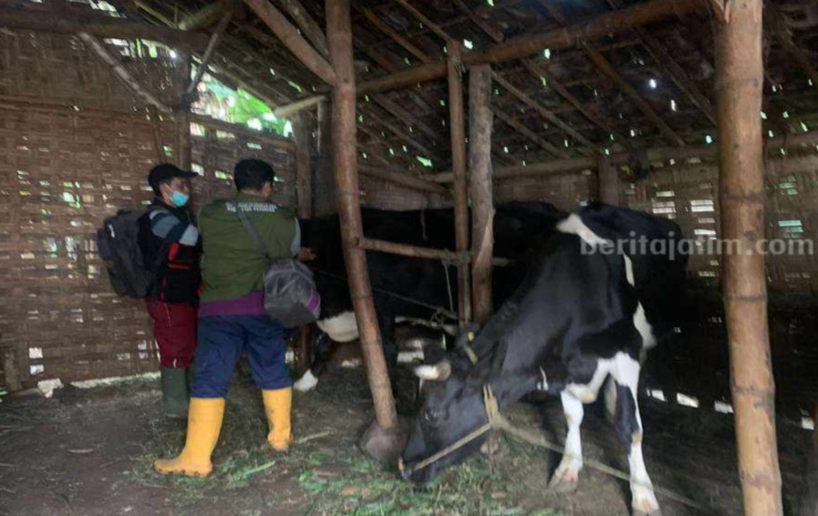 Pasuruan Genjot Vaksinasi PMK, Ribuan Dosis Tiba untuk Selamatkan Ternak