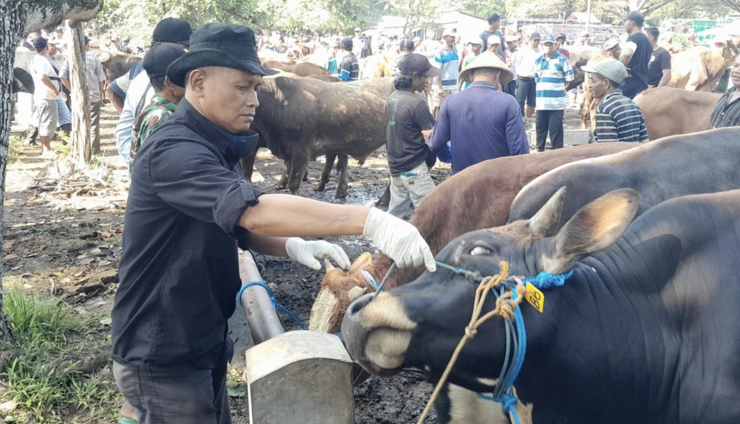 Jelang Idul Adha, Pemkab Ngawi Periksa Hewan Kurban untuk Pastikan Bebas Penyakit
