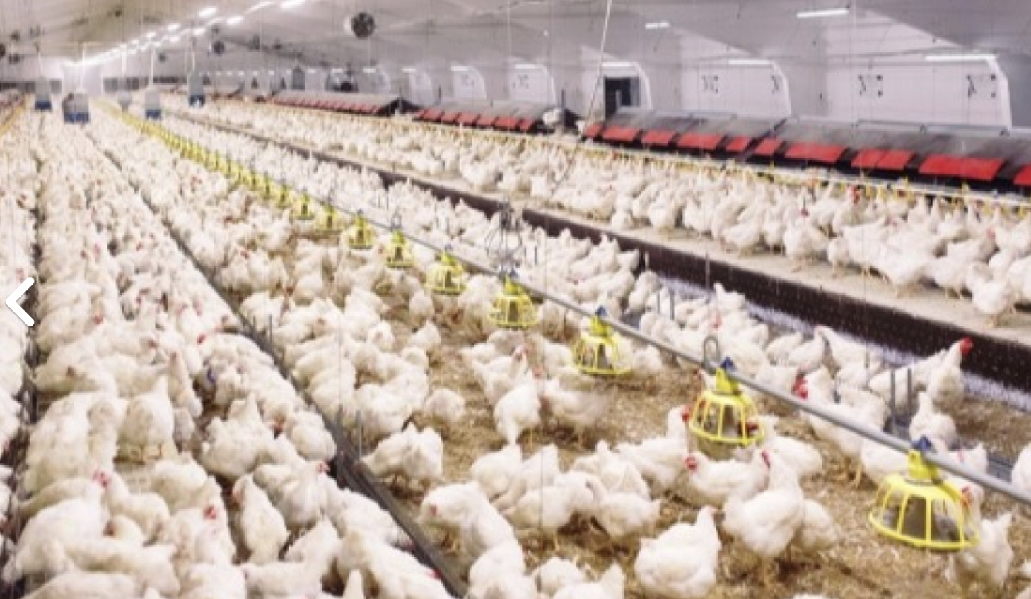 Kementan stabilkan produksi dan harga ayam broiler untuk lindungi peternak rakyat