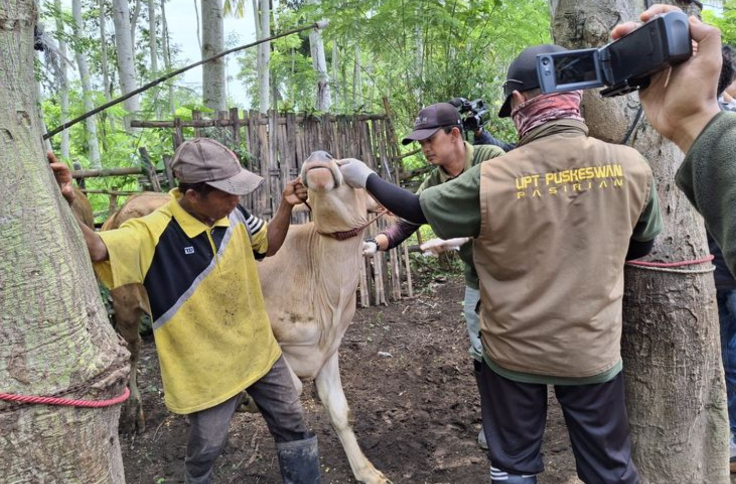 Vaksinasi PMK di Gunungkidul, 350 Sapi Sembuh