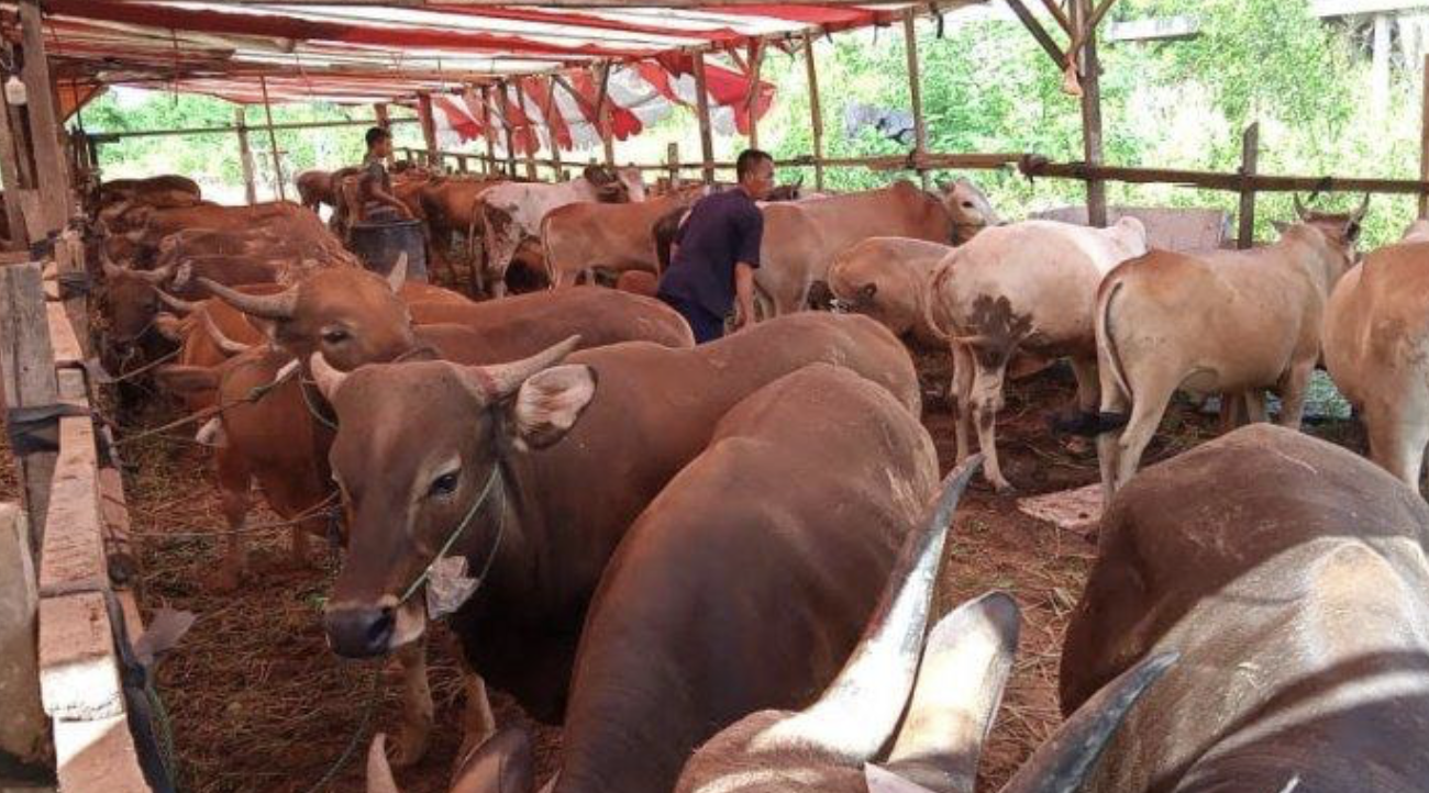 Jelang Idul Adha, Kementan Lakukan Ini sebagai Perlindungan Penyakit Kulit pada Hewan Kurban