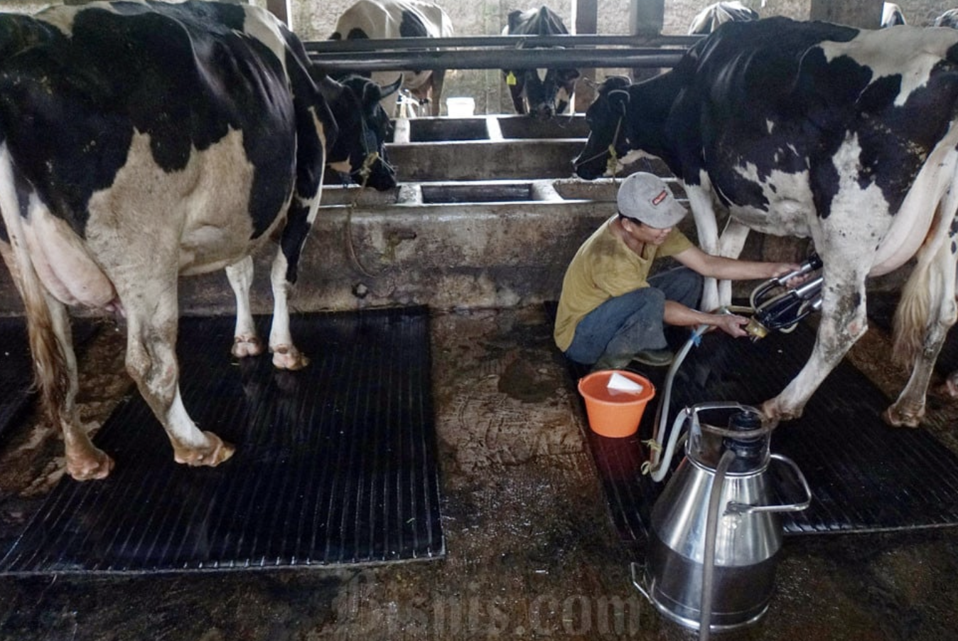 FrieslandCampina Bakal Bangun 40 Peternakan Sapi Perah di RI