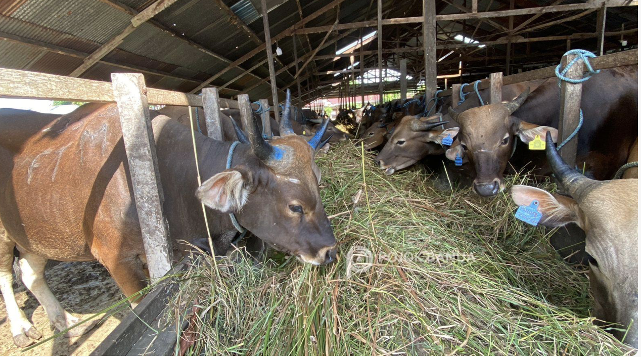 Ada Puluhan Ribu di Kalsel, Disbunnak Jamin Ketersediaan dan Kesehatan Hewan Kurban