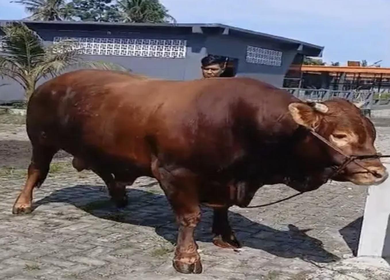 Presiden Prabowo Serahkan Sapi Limosin 916 Kg untuk Kurban di Pematangsiantar