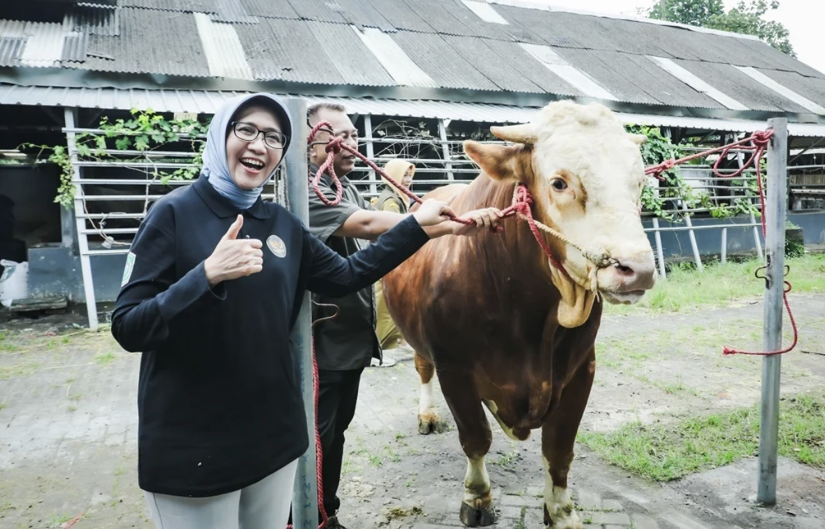 IDULADHA 2025: Sapi Peternak Lumajang, Tembus Seleksi Hewan Kurban Presiden