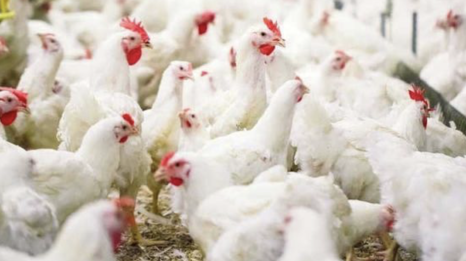 Harga Ayam Hidup Turun di Bawah HPP, Kementan Ambil Langkah Cepat