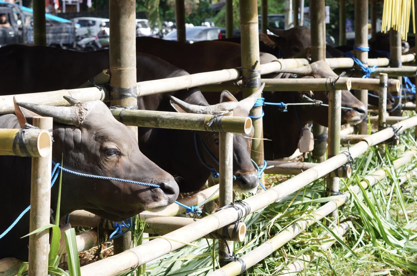 Lomba Bibit Sapi Bali, Upaya Kementan Kembangkan Potensi Ternak Lokal