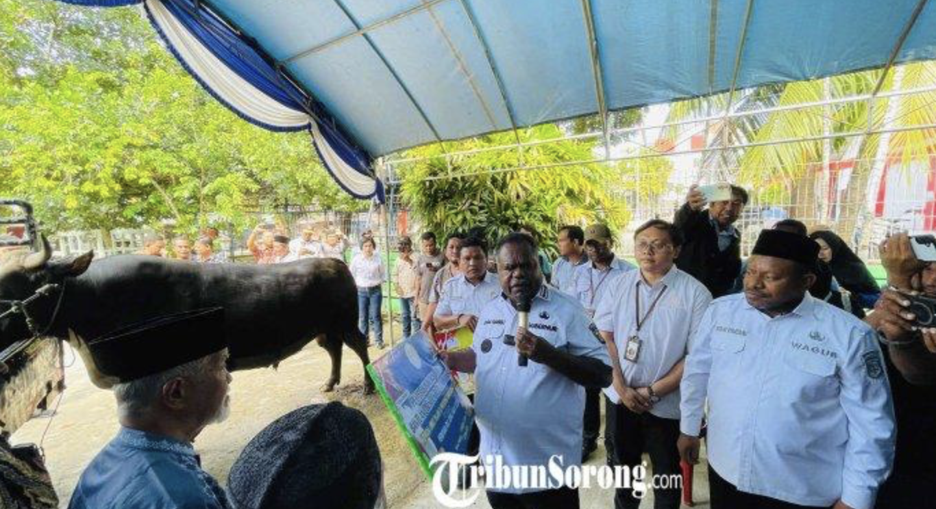 Presiden Prabowo Beri 7 Ekor Sapi Kurban untuk Masyarakat Muslim Papua Barat Daya