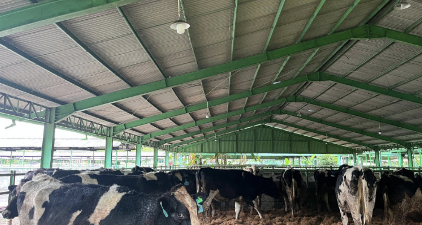 Ribuan Sapi Perah Bunting Tiba di Cilacap, Siap Disebar ke Peternak