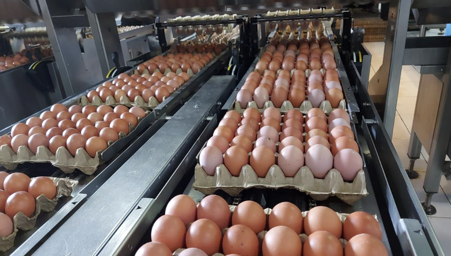 Peternak dan Asosiasi Apresiasi Langkah Kementan Stabilkan Harga Telur