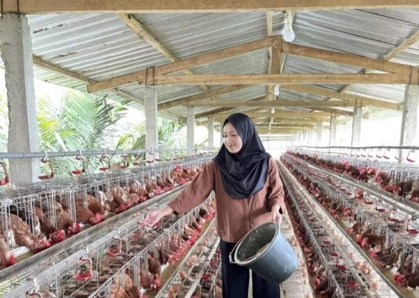 Kisah Fitri Isfa: Sukses Bangun Peternakan Ayam Petelur di Pegunungan Banjarnegara