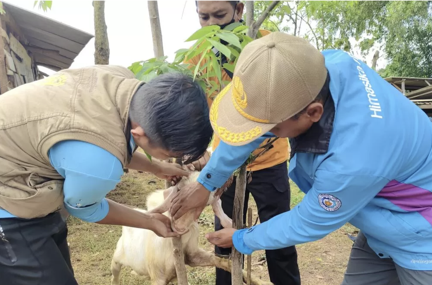 Pengajuan Hak Paten Kambing Pote Direvisi, Pemkab Bangkalan Lengkapi Data ke Kementan