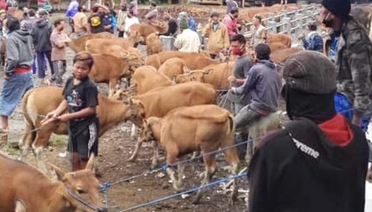 Muncul Indikasi Penyakit Mulut dan Kuku Peternak Sapi di Bangli Diminta Waspada