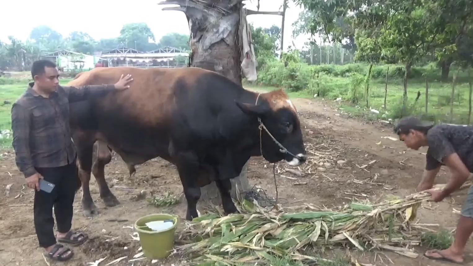 Sapi Kurban Presiden Prabowo Dijaga 24 Jam 20 Orang