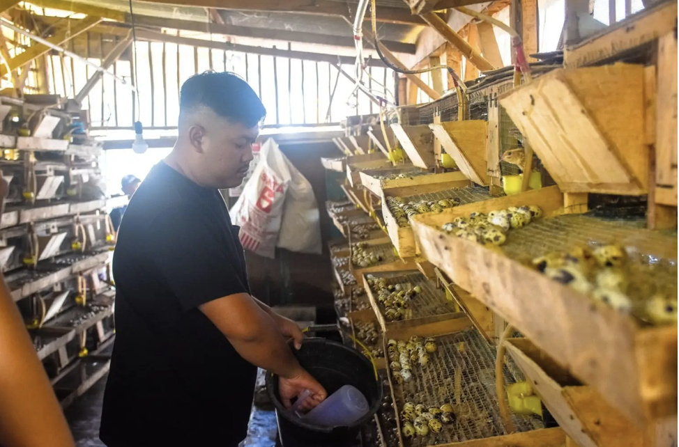 Pemerintah dorong pengembangan peternakan puyuh