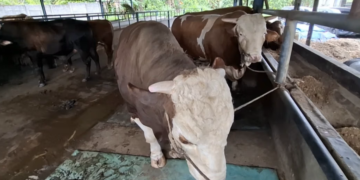 Untuk Kurban Presiden Beli 8 Sapi Jumbo di Babel