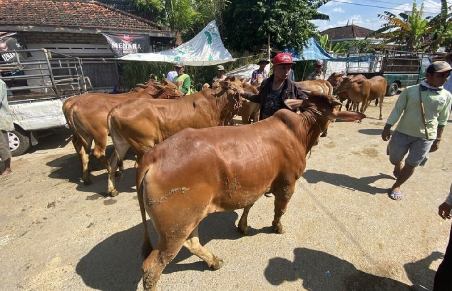 Kualitas Daging Sapi Madura yang Jadi Buruan Tiap Idul Adha, Rendah Lemak dan Berserat Halus