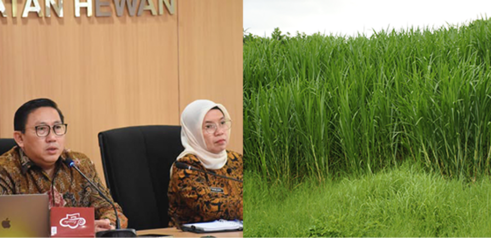 2025 Penyiapan Lahan Peternakan Sapi Perah   Potong