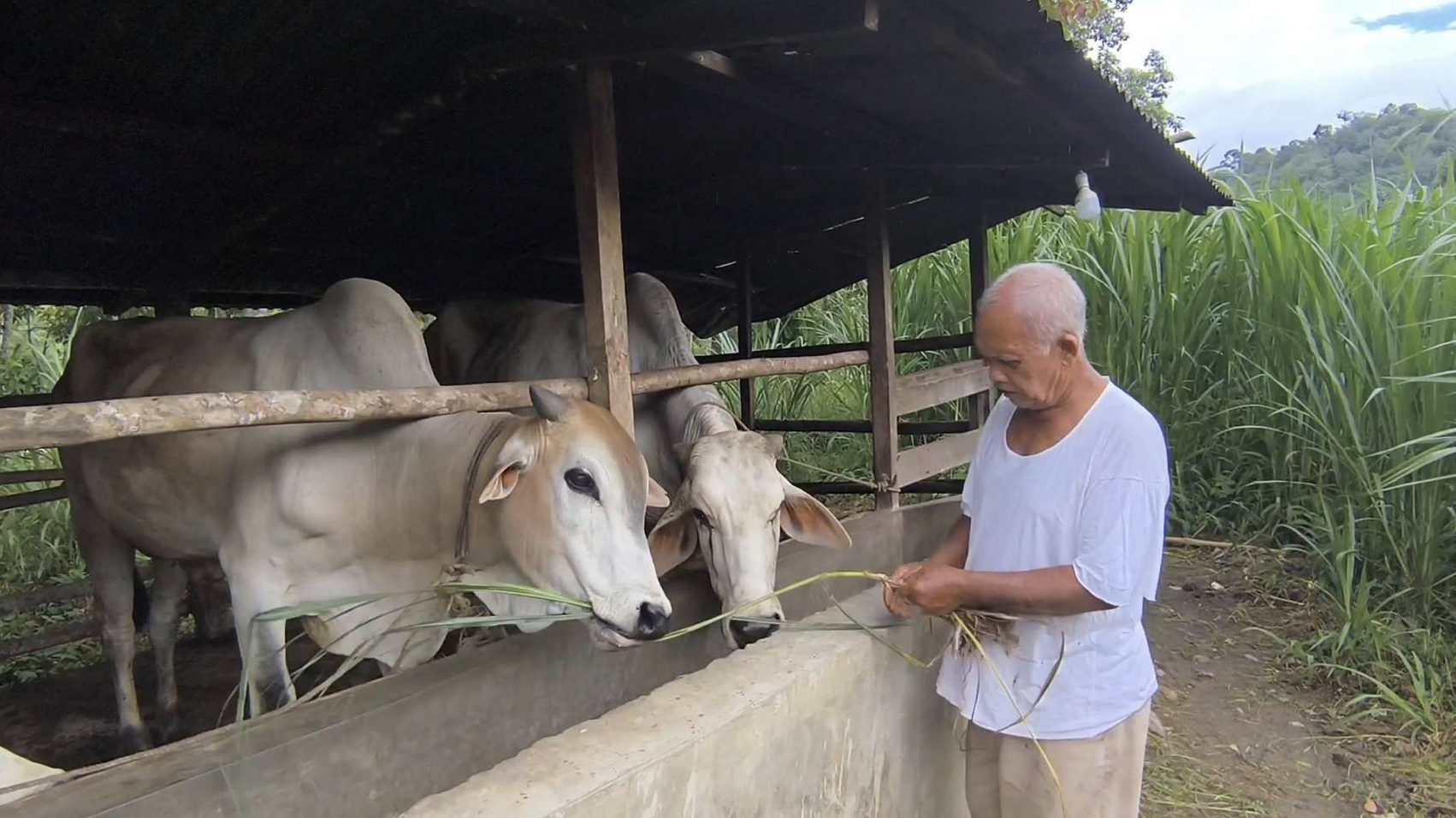 Impor Sapi Hidup Tak Lagi Dibatasi Pemerintah