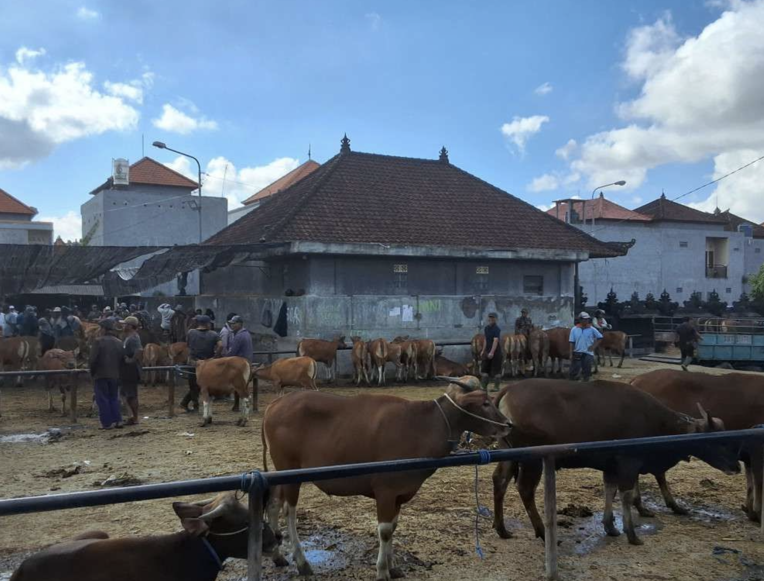 PDHI Bali Apresiasi Pembatalan Pengiriman Sapi NTB