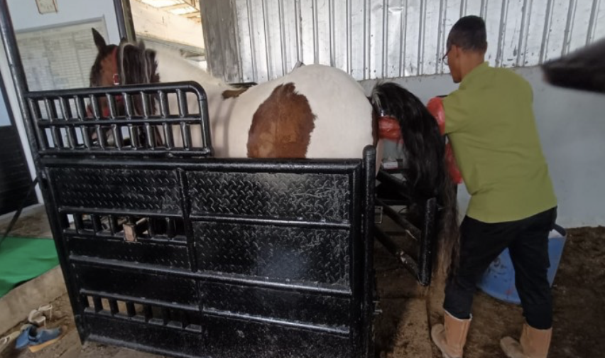 Kementan Dorong Pengembangan Kuda Lewat Teknologi IB