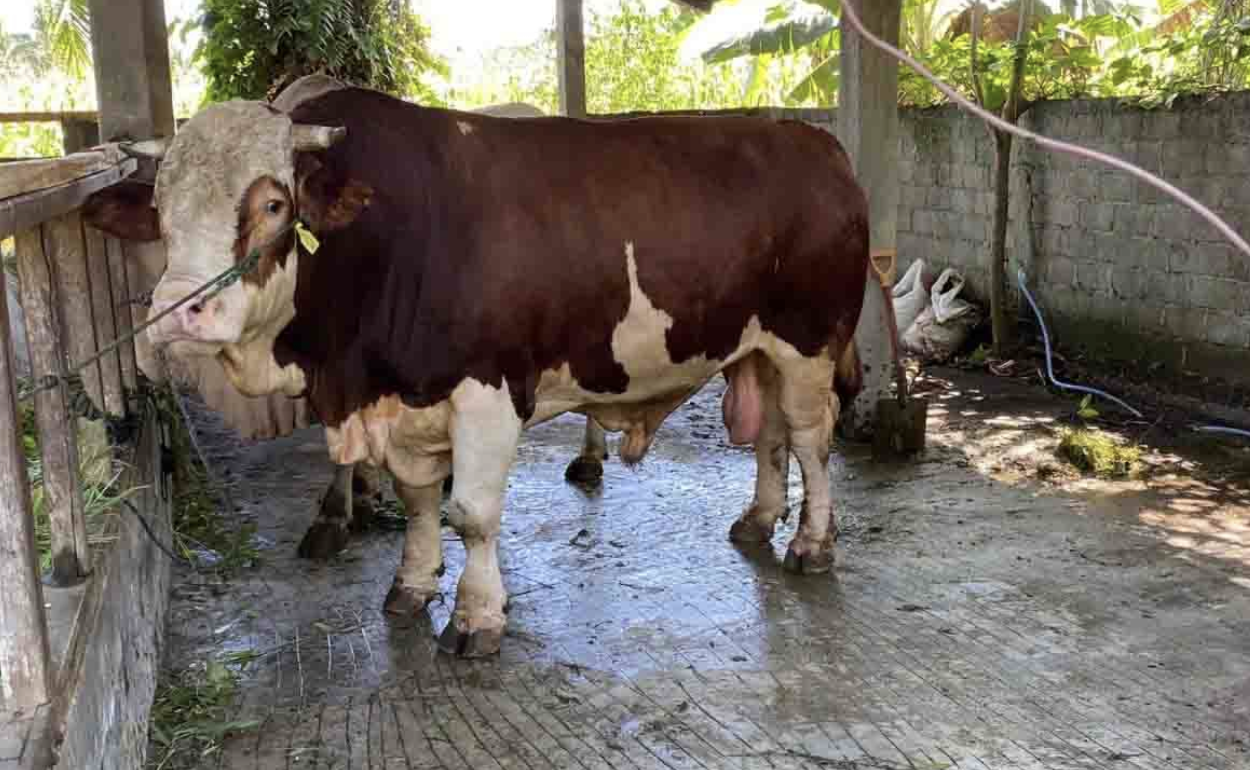 Jelang Idul Adha, Pemprov Riau Wajibkan SKKH untuk Setiap Hewan Kurban yang Masuk