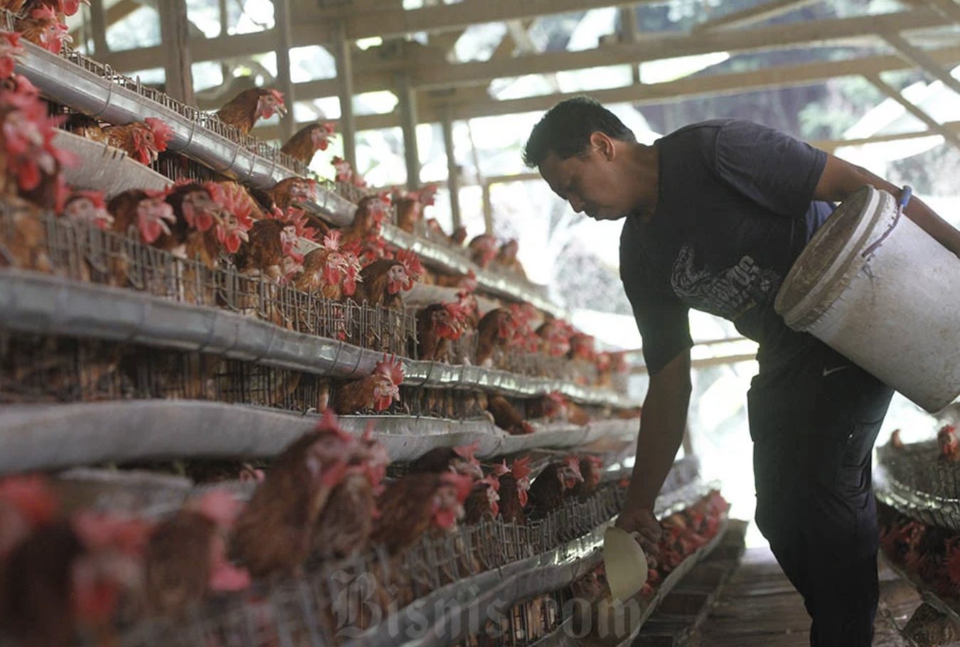 Tengkulak Untung 67  dari Ayam Broiler, Kementan Mau Pangkas Distribusi