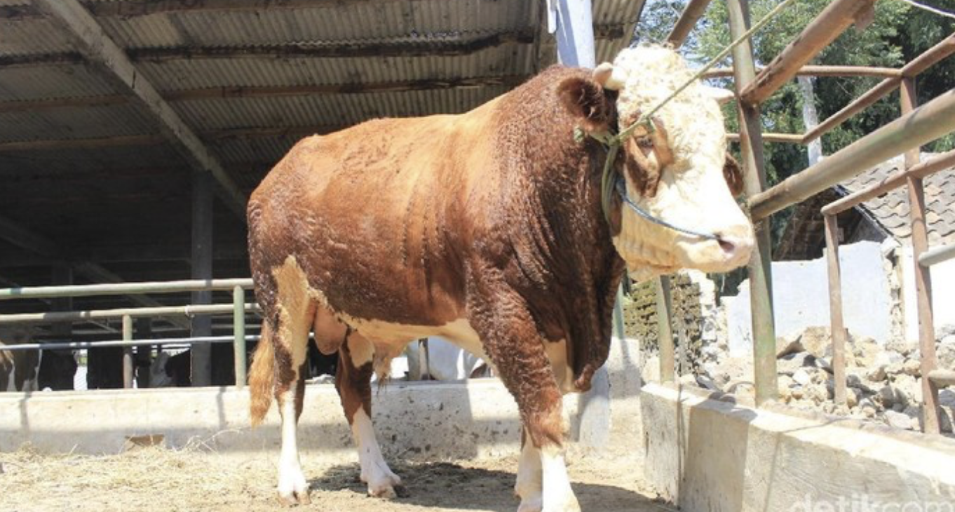 15 Sapi Asal KBB Diseleksi untuk Dijadikan Hewan Kurban Prabowo
