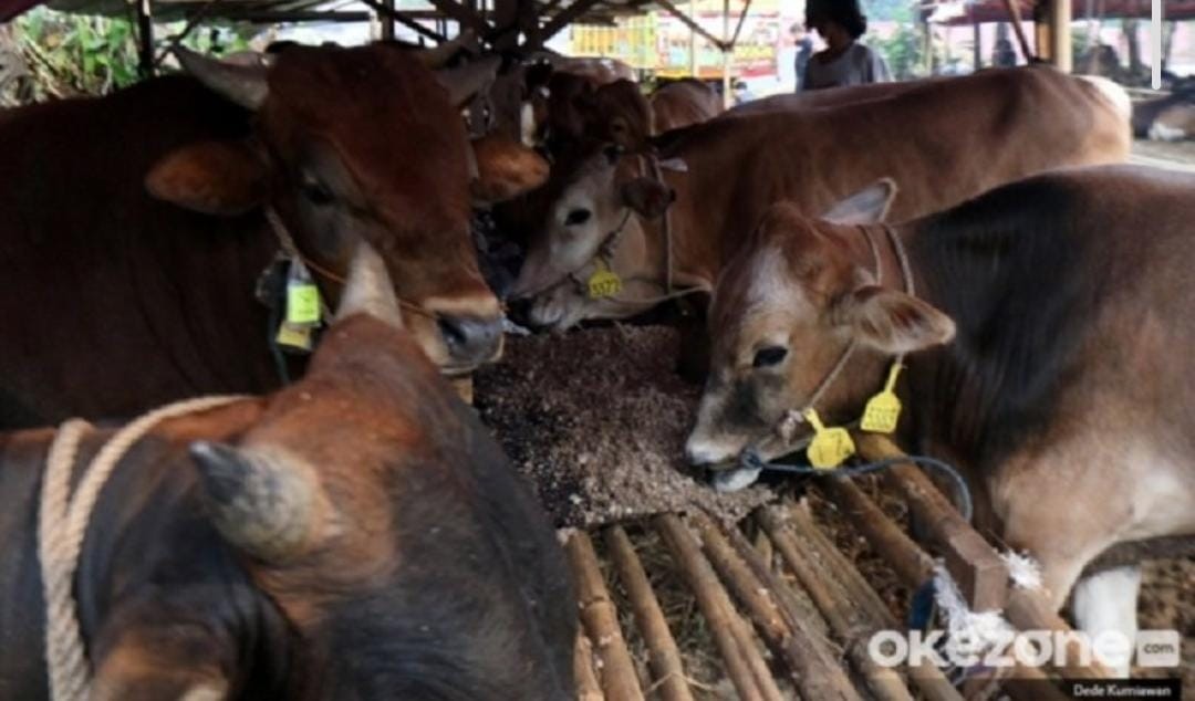 Pemkab Bandung Perketat Pengawasan Hewan Kurban Cegah Penyebaran PMK