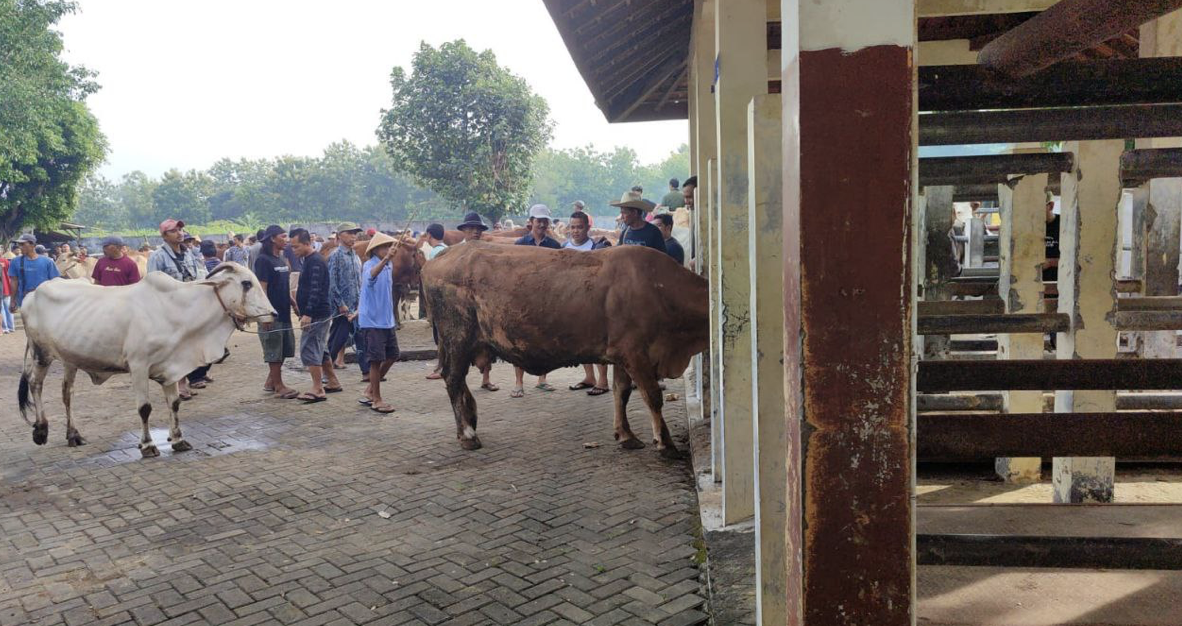 Hewan Ternak dari Girisubo dan Rongkop Akhirnya Boleh Dijual ke Luar Wilayah usai Larangan karena Antraks