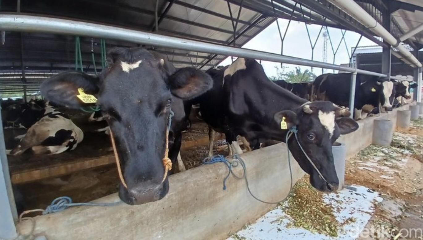 Peternak Tak Yakin Target Impor Sapi Perah 250 Ribu Ekor Tercapai
