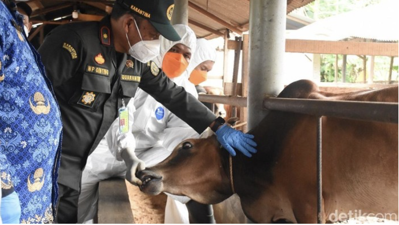 Jelang Idul Adha, Ratusan Hewan Ternak di Langkat Disuntik Vaksin PMK