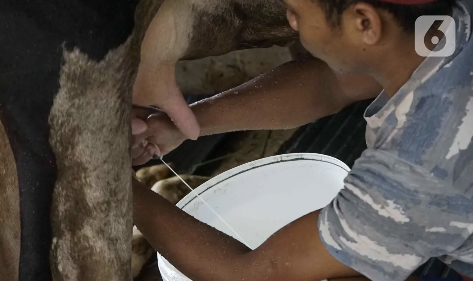 Sapi Juga Bisa Alami Mastitis yang Bikin Produksi Susu Turun, Begini Ciri-Cirinya