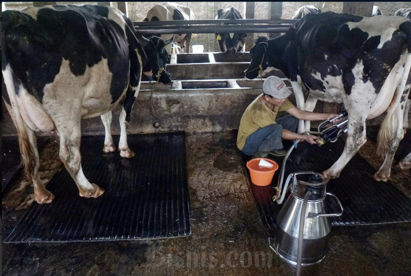 Target Masih Jauh, Indonesia Butuh 130.000 Sapi Impor