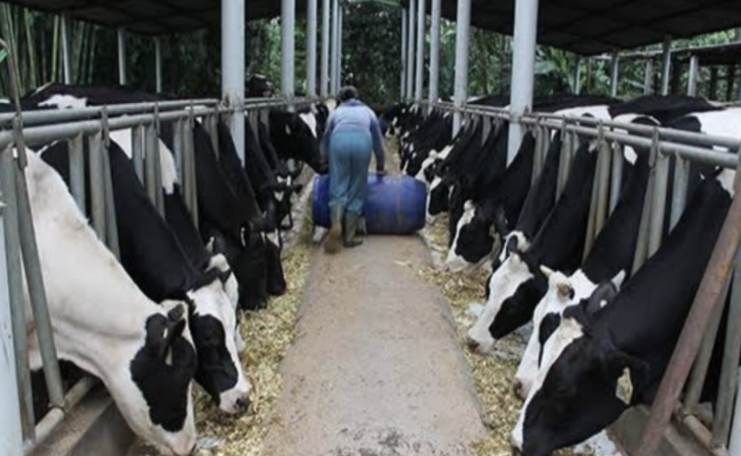 Kementan Klaim Indukan Sapi Perah Impor Mulai Berproduksi