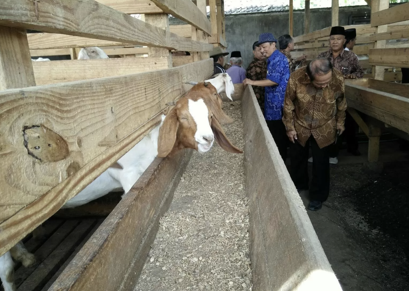 Menjelang Idul Adha, Harga Sapi dan Kambing Melejit  Peternak Sukoharjo Kebanjiran Order