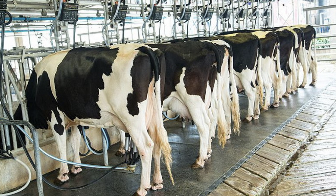 Targetkan Swasembada Susu, Bapanas Gelar Karpet Merah untuk Investor Peternakan