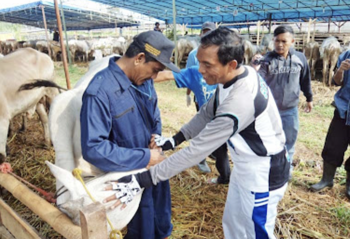 Disnakkeswankan Cianjur Pastikan Ribuan Hewan Kurban Sehat dan Layak Disembelih