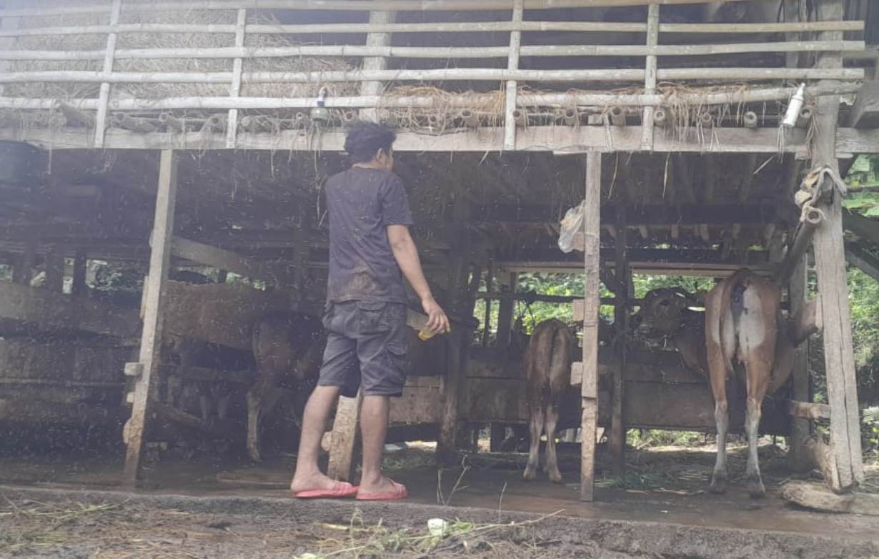 Sapi Milik Warga Sinjai Timur Mati Gegara PMK, Peternak Khawatir Penyakit Menular Luas