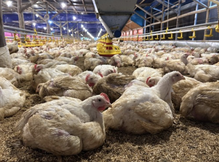 Kementerian Pertanian Tegaskan Komitmen Stabilkan Harga Ayam Hidup Lewat Pengendalian Produksi