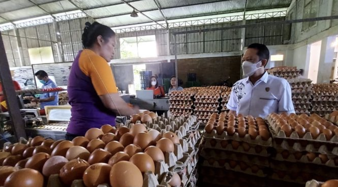 Ini Daftar Negara Penghasil Telur Terbesar di Dunia, Indonesia Masuk?
