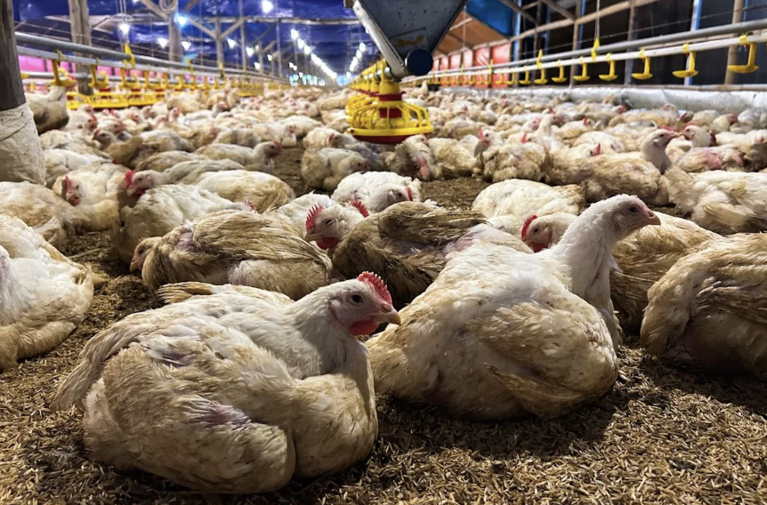 Kementan dan KPUN sinergi lindungi peternak ayam mandiri