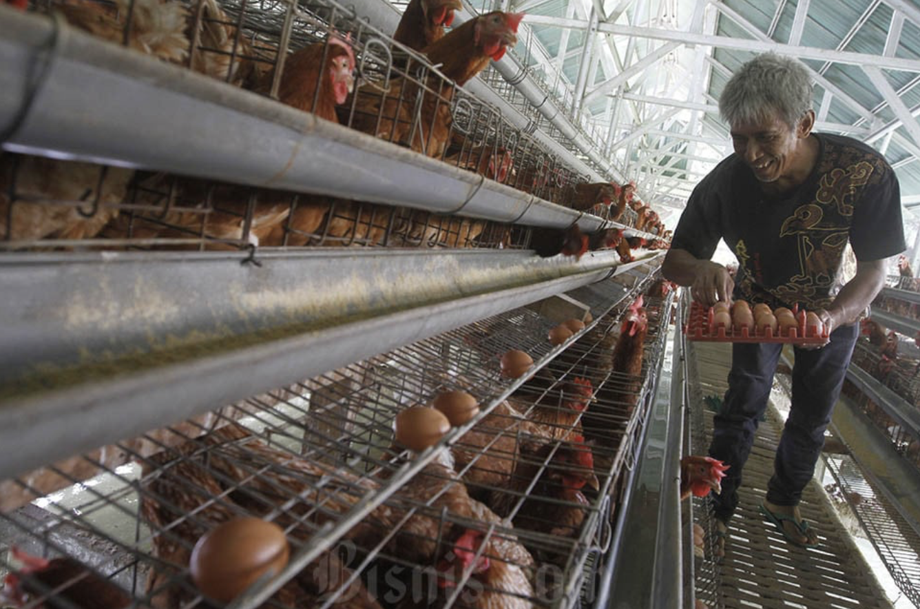 Amran Sulaiman jamin harga ayam hidup kembali normal pekan depan, siap ambil tindakan langsung
