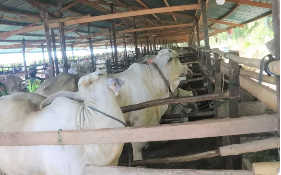 Peternak Andalkan Iduladha Raih Cuan, Harga Sapi Rp 21 Juta per Ekor