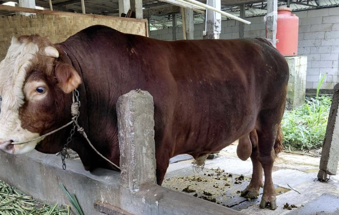 Sapi Jumbo    Bawor    Siap Kurban, Prabowo Ungkap Persiapan Idul Adha