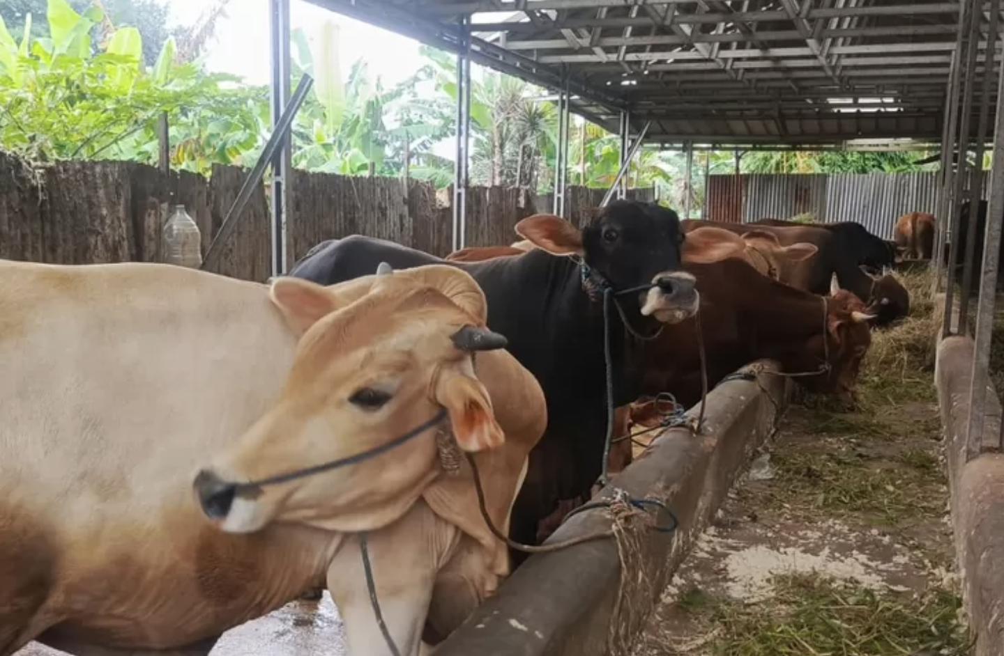 Waspada  PMK Picu Tujuh Qurban di Depok Tutup Usia, Begini Kronologisnya