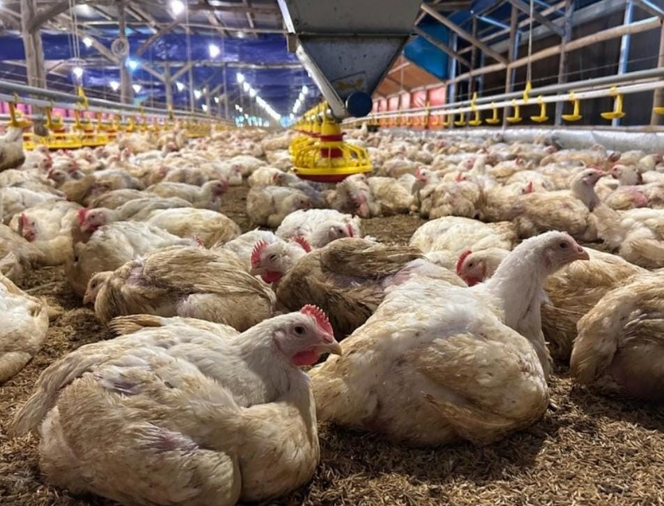 Kementan Pastikan Intervensi Pasar Ayam Hidup dan Telur Berkelanjutan